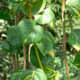 Pothos, Epipremnum aureum, native to French Polynesia, where it grows huge in the wild.
