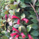 Lipstick vine, Aeschynanthus acuminatus, native to Asia.
