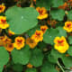 Trailing nasturtium, Tropaeolum majus, native to Central & South America. This an annual, so you can try it out and then plant something else, if it doesn't work in your location.