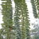 Burro's Tail, Sedum morganianum, is native to Central America. Its stems can grow to two feet long.