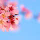 anearlyspringwhatsnottolike