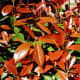 Red tipped photinias