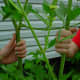 Lovage Stalks