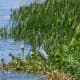 New Orleans Airboat Tours, LLC