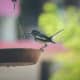 Bird Feeder
