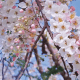 Palawan Cherry Blossom
