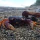 This cute, funky little crab is hanging out on a remote beach in Costa Rica.