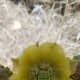 A desert bloom.