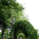 Pergola in the Town Hall gardens