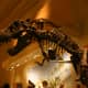 A Tyrannosaurus Rex at the Natural History Museum