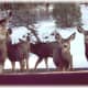 Numerous deer at the Royal Gorge