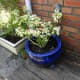 The plant potter which causes damp conditions on the decking; hence the rot.
