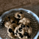 Allow cookie bites to cool. Enjoy with a coffee or glass of cold milk.