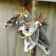 The male cercropia moth is on the right and the female is on the left.