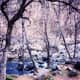 Oak Creek in Oak Creek Canyon