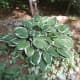 Hosta plant is a shade lover. 