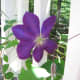I grow purple clematis on the garden archway. It reminds me of my grandparent's garden. 