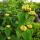 Turkish sage stalks provide interest even when blooms aren't present.