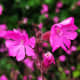 Why not add red campion to your garden for a splash of early spring color?