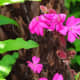 Red campion blooms earlier than most other flowers in the garden, creating eye-catching clumps of pink in an otherwise sleepy sea of green.