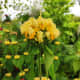The soft, yellow blooms of Turkish sage are a welcome addition to any garden.