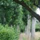 the-secret-gardens-of-the-salutation