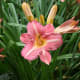 the-secret-gardens-of-the-salutation