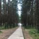 road-trip-in-lithuania-from-beach-manors-to-the-hill-of-crosses