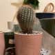 Most cactuses are safe for pets. As long as  they don't do too much with them since the spines are rather painful. 