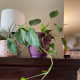 My golden pothos is on a high bookshelf that my cat is not able to jump up to. I make sure to keep the trialing vines out of her reach.