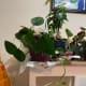 The pothos is what many people think of when they think of house plants. These plants are very easy to grow. Sadly, they are toxic to dogs and cats.