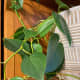The heart leaf philodendron is beautiful trailing plant. They are easy to grow and require very little work. They are toxic to dogs and cats.