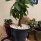 Money trees have become a popular houseplant. They are pretty, add color to the room, and they are safe for pets. 