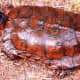 North American Wood Turtles are protected throughout their range requiring a proper state permit in ME, NH, VT, MA, RI, CT, NY, NJ, DE, MD, VA, WV, PA, OH, MI