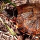 North American Wood Turtles are protected throughout their range requiring a proper state permit in ME, NH, VT, MA, RI, CT, NY, NJ, DE, MD, VA, WV, PA, OH, MI
