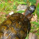 North American Wood Turtles are protected throughout their range requiring a proper state permit in ME, NH, VT, MA, RI, CT, NY, NJ, DE, MD, VA, WV, PA, OH, MI