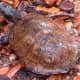 North American Wood Turtles are protected throughout their range requiring a proper state permit in ME, NH, VT, MA, RI, CT, NY, NJ, DE, MD, VA, WV, PA, OH, MI
