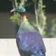 Himalayan Monal Pheasant (lophophorus impejanus) at the Himalayan Bird Park, Shimla,