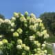 My limelight hydrangea in the summer sunshine.