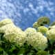 Annabelle Hydrangea