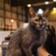 Why is the cat called the wolf?