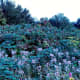 Blackberry Bushes