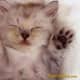 my-kitten-miracle