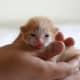 my-kitten-miracle
