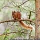 A rare red squirrel in woodland