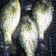 Crappies