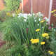 an-english-cottage-garden-10-traditional-plants