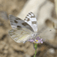 white-yellow-butterfly-identification
