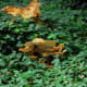 les-jardins-de-maizicourt-a-secret-garden-set-right-in-the-heart-of-the-picardie