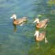 Ducks in McGovern Lake 